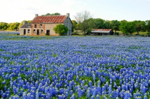 Bluebonnets-and-farm